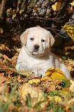 LABRADOR 325